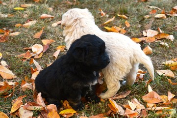 little puppy in the yard
