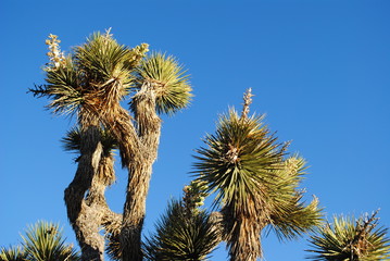 joshua tree