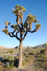 joshua tree