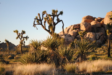 joshua tree