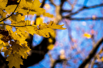 Fototapeta na wymiar Autumn reflections