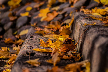 Autumn reflections