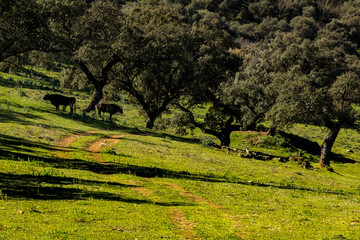 Buscando la sombra en la Dehesa