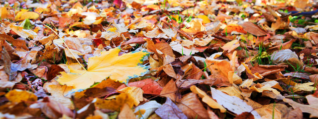 Yellow autumn maple leaf isolated on a color background.