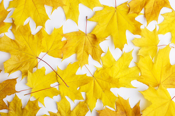 Autumn composition of leaves on a white background. Concept copy space.