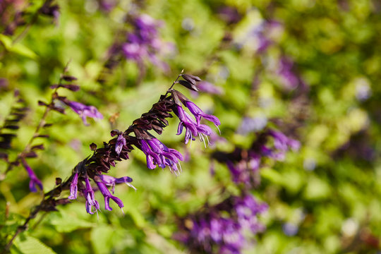 Salvia Amistad