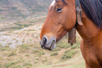 Naklejka na ściany i meble Portrait of a brown horse in the mountain 