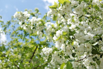appletree