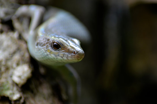 chameleon