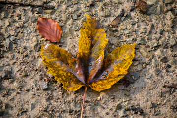 Buntes Ahornblatt im Herbst