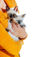 Fototapeta na wymiar Thai cat pelage breed kitten small cat pet white brown beige blue eyes sunlight sun jokey female hands hug hold