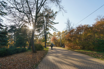 Fototapeta na wymiar People walking in the sunny autumn park