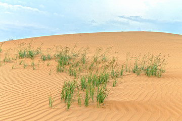 Small dunes when the wind blows path forming beautiful pleats on desert sand
