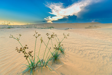 The sunset on the sand hill with the vitality of the grass bushes stretches out to survive in the wilderness as the miracle of life in the natural world.
