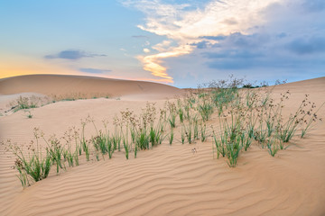 The sunset on the sand hill with the vitality of the grass bushes stretches out to survive in the wilderness as the miracle of life in the natural world.