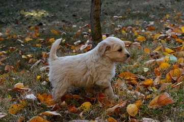 a little white puppy
