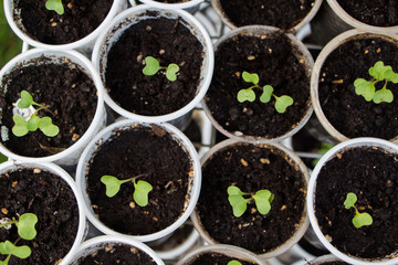 Fresh green seedlings in small bags with soil. Develop, background. Top view.