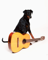 Dobermann sitting behind a guitar, isolated against a white background