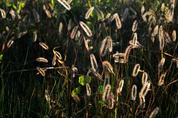 grass illuminated by the sun
