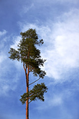 pine tree and blue sky