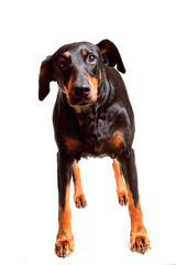 Dobermann - with a "Why Me", expression.  Standing looking at the camera with one ear up and one down