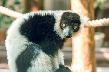 Lemur vari. Zoo.