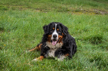 A dog of the Berner Sennenhund breed during a walk on the street