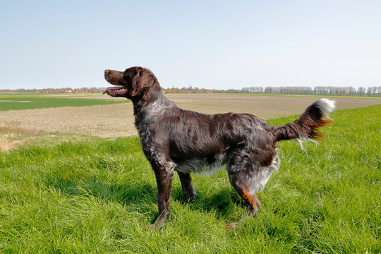 M&uuml;nsterl&auml;nder auf dem Deich