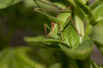 grasshopper on a leaf