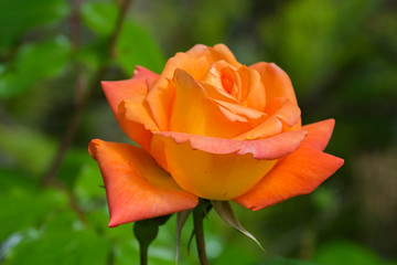 blüte farbe natur close up nature blossom color garden plant flora makro macro no people day rose orange