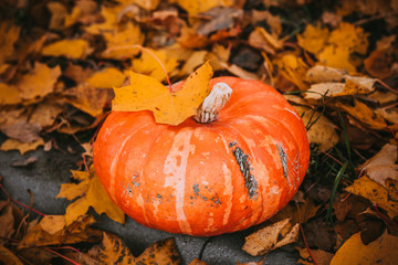 big pumpkin in autumn background with fallen leaves, Halloween
