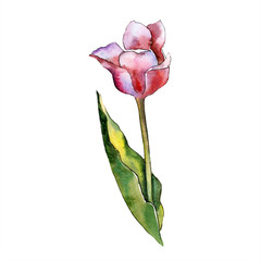 Watercolor pink tulip flower. Floral botanical flower. Isolated illustration element. Aquarelle wildflower for background, texture, wrapper pattern, frame or border.