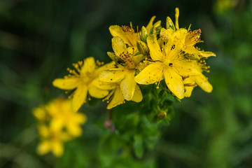 Delicate yellow flower, natural plant. Detail of blossoming flora. Yellow on dark green background.