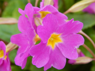 Fototapeta na wymiar flower of iris in garden