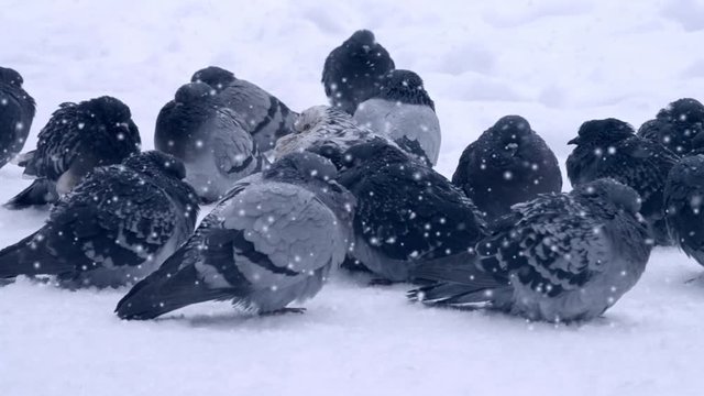 Gray pigeon dove sit on the snow on cold frosty day in winter during snowfall, falling snowflakes, spots white color. Winter Christmas New Year background. Cinemagraph seamless loop
