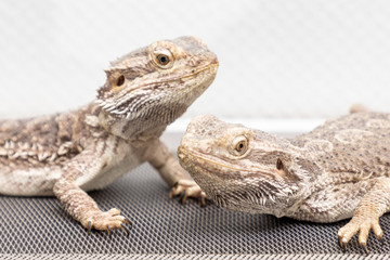 bearded dragon in a terrarium
