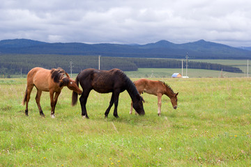 Fototapeta na wymiar horses grazing on the ranch