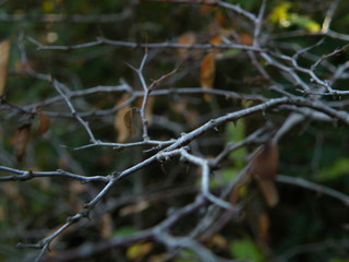 autumn colors