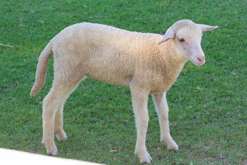little lamb standing on green grass near wooden fence at farm.