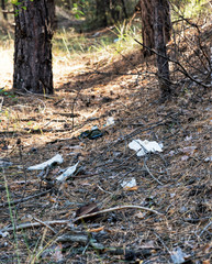 nature of the forest and a pile of garbageё