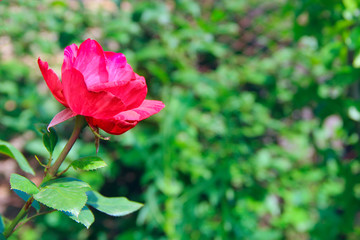 Red rose growing in garden. Beautiful flower closeup blossom in garden