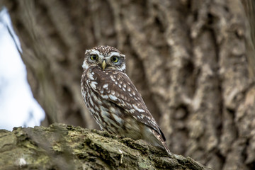 Little owl on a branch