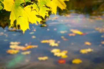 Autumn blurred background. Yellow leaves on river close up. Selective focus