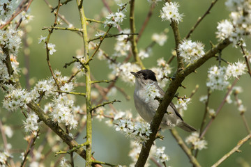 bird on branch