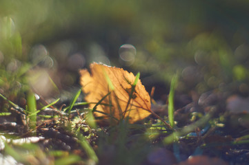 yellow leaf in the grass