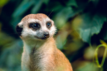 Surikat in the wild.