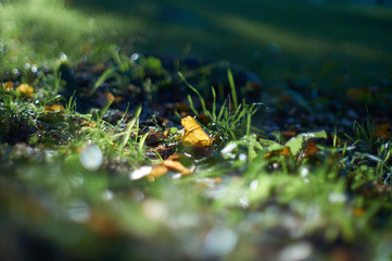 green grass in the forest