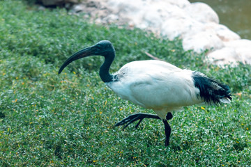One Black-necked ibis.