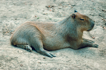An animal capybar.