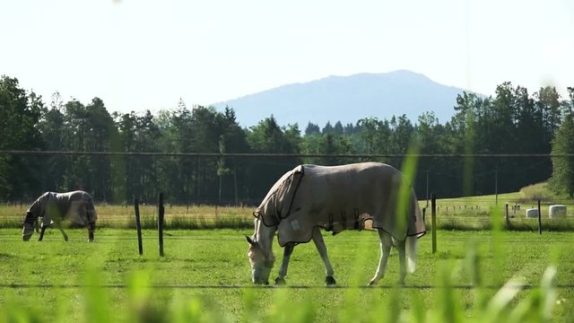 Lipizzan horses eating